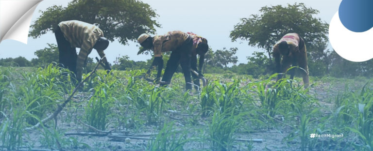 L’utilisation des semences améliorées : une alternative à l’exode rural à Falwel