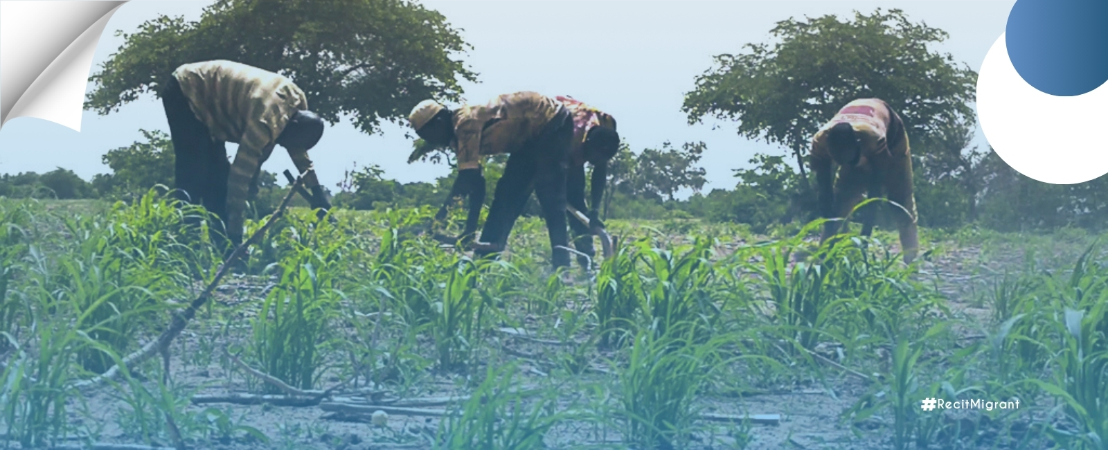 L’utilisation des semences améliorées : une alternative à l’exode rural à Falwel