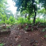 Sous les grands arbres de Batié, la mémoire oubliée des tirailleurs !